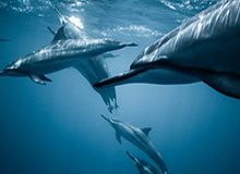 这事不对劲,我以为找到了爱游戏官方入口,结果被带去假入口